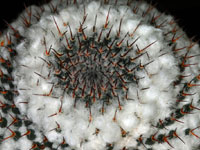 Mammillaria hahniana subsp. woodsii